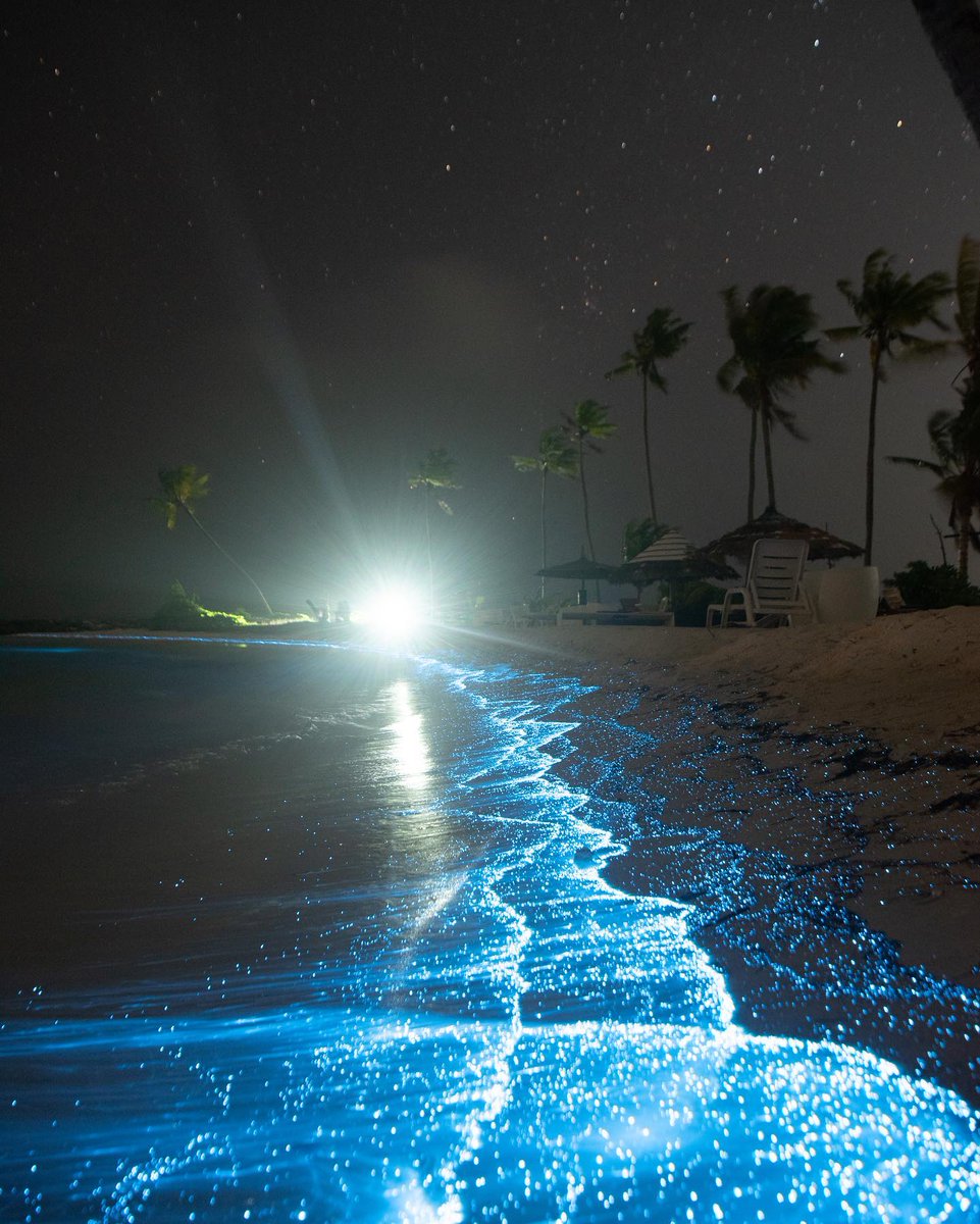 Praveen_nature's tweet photo. #Bioluminescent #Planktons #Insects #Light #Beach #Beautiful #NaturePhotography #Nature #Naturelover #Naturebeauty #Maldives #Droneshot #Dronephotography
✔️ Pictures beautifully captured by 👉 @nihthu via Instagram 💚 https://t.co/JsMHzFFNIv