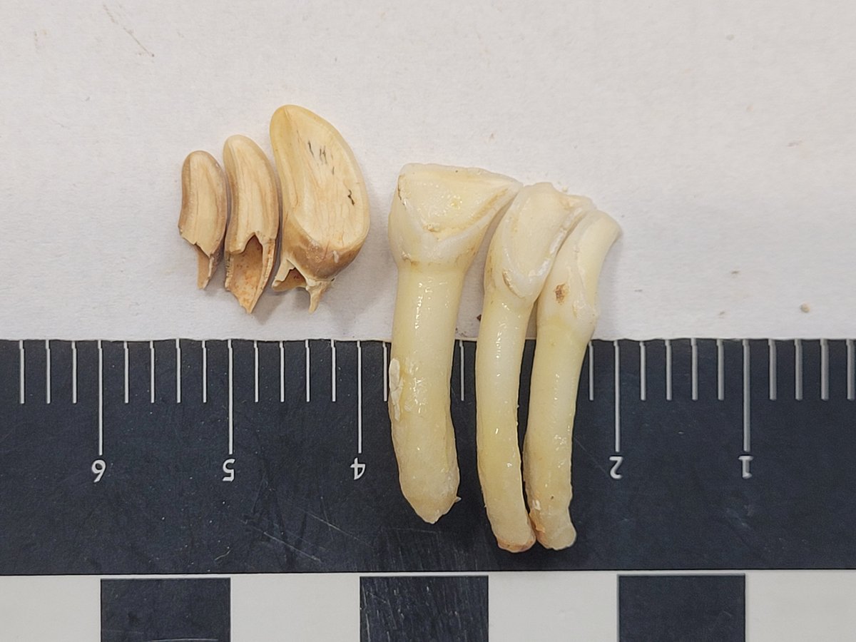 Nice evidence for minimal moovement. Found together. Hollow, unworn, Fallow deer incisors.
(left Paleolithic, right modern). 
Read more here: 
doi.org/10.1086/678275

#Fossilfriday
#zooarch #zooarchaeoloy
#Paleolithic
#Archaeology #Tabuncave