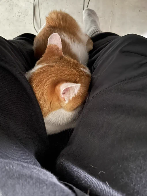 守らねば 