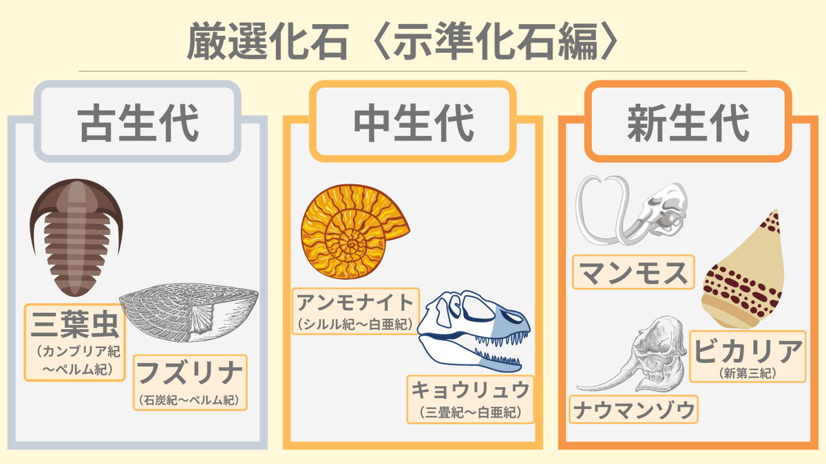 まずはこれだけ覚えよう】厳選化石11選 いざ化石について勉強するぞ