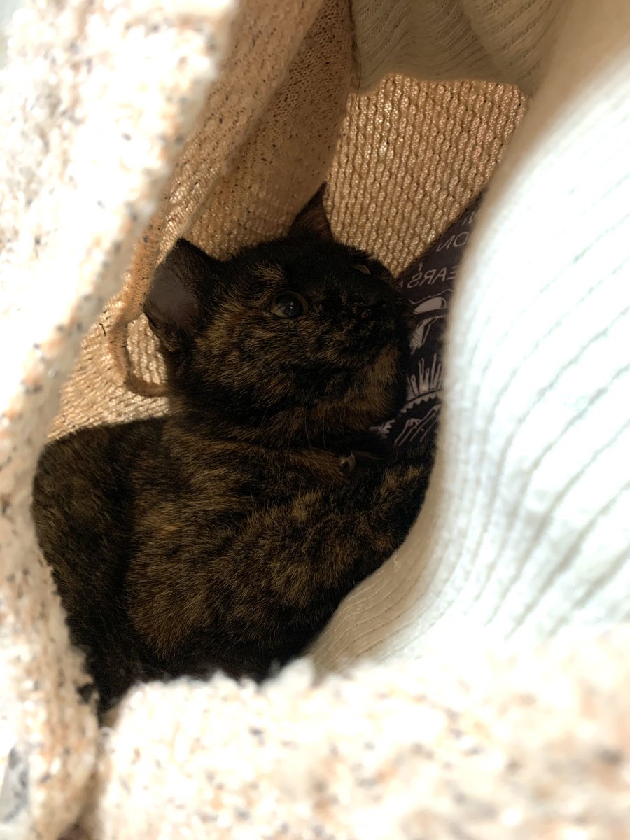 bbhmau's tweet image. お店開けてます。パソコン作業中よく膝に乗ってくるからちゃん。今日はついに服の中に入って来ました。ちょっと邪魔だけどかわいいし暖かい😍
#富山古着 #usedstore #富山ハンドメイド #ギターピック #ギターピックアクセサリー #ハンドメイドアクセサリー #bz好き  #猫好き #謎の店 #ベース #元楽器屋