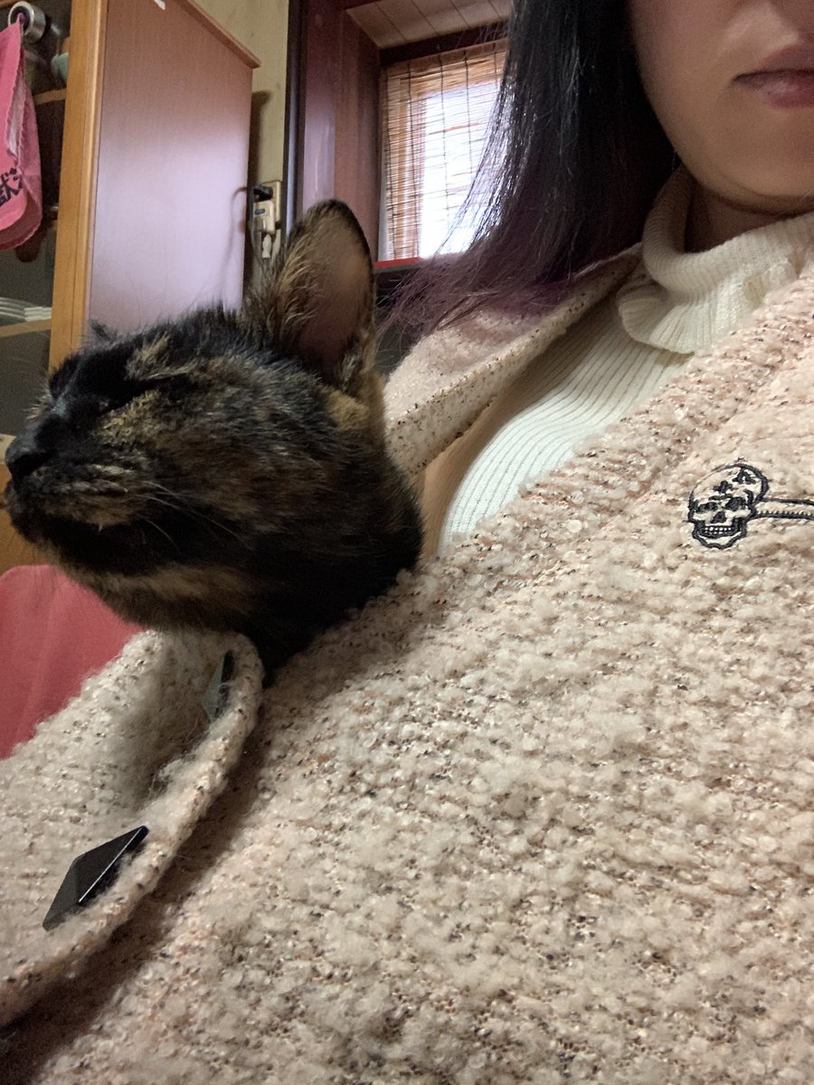 bbhmau's tweet image. お店開けてます。パソコン作業中よく膝に乗ってくるからちゃん。今日はついに服の中に入って来ました。ちょっと邪魔だけどかわいいし暖かい😍
#富山古着 #usedstore #富山ハンドメイド #ギターピック #ギターピックアクセサリー #ハンドメイドアクセサリー #bz好き  #猫好き #謎の店 #ベース #元楽器屋