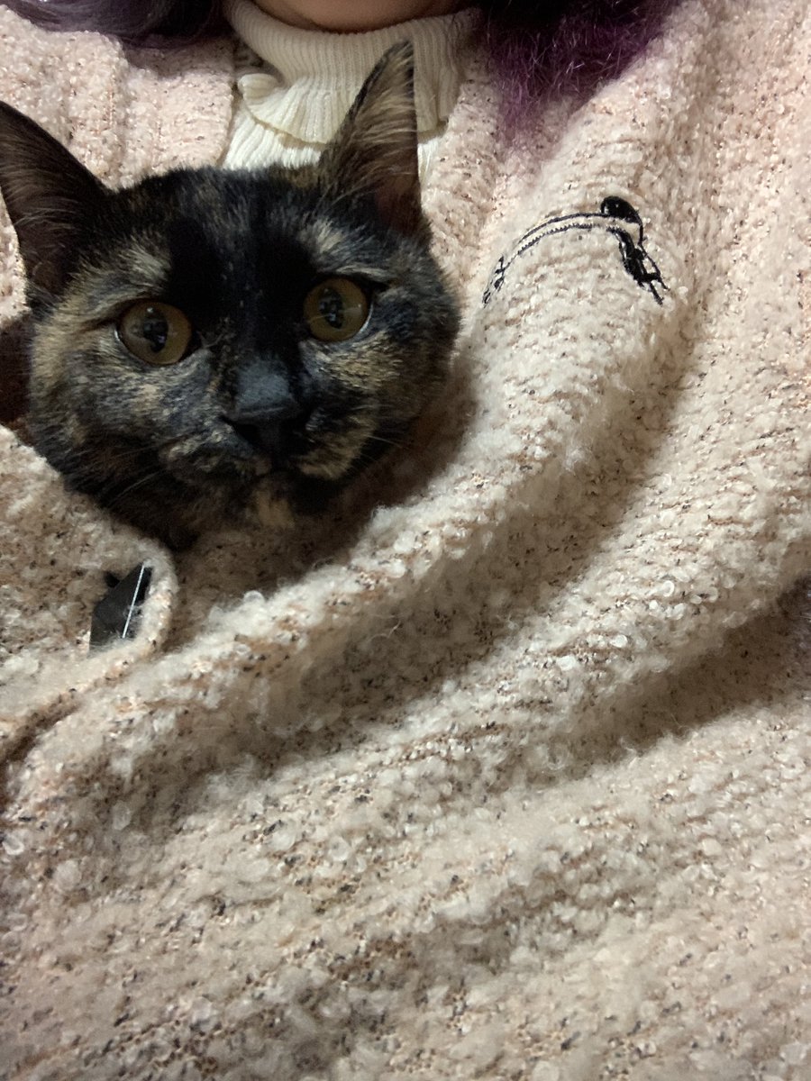 bbhmau's tweet image. お店開けてます。パソコン作業中よく膝に乗ってくるからちゃん。今日はついに服の中に入って来ました。ちょっと邪魔だけどかわいいし暖かい😍
#富山古着 #usedstore #富山ハンドメイド #ギターピック #ギターピックアクセサリー #ハンドメイドアクセサリー #bz好き  #猫好き #謎の店 #ベース #元楽器屋