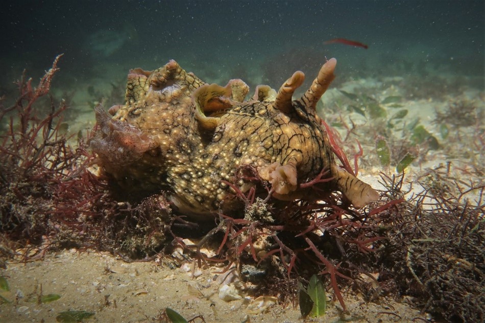 Check out our first newsletter of 2023: where we talk about the #YearOfTheRabbit, Sydney sea hares and announce our new website!

 mailchi.mp/8e8a8a0459b9/n…

Link to subscribe to the newsletter in bio!🐇
Photo credit: Sydney Dives