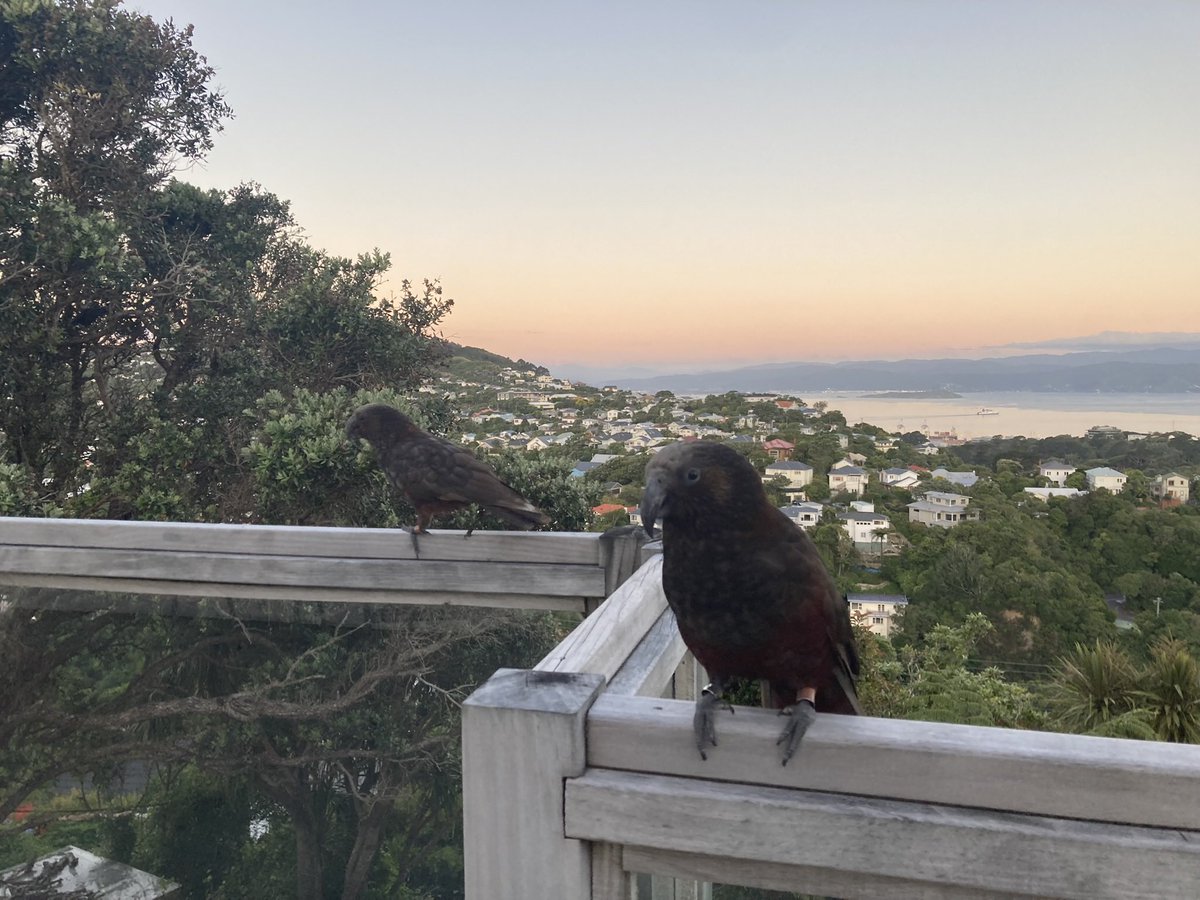 Pleased to say I finally arrived in Wellington last weekend and am now looking forward to starting my PhD here in NZ with the #iavcei2023 conference next week! 🌋