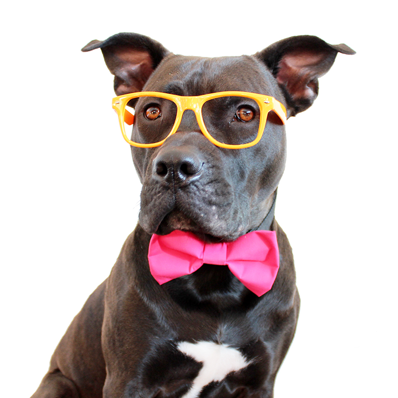 meow2you's tweet photo. Bruno always marched to the beat of a different color-blind drummer. 😍🐶🥴🐶
#ClashingClothesDay 

@ThePhilosopurr @GeneralCattis @HarryCatPurrs @CatFanatic9 @LuminousNumino1 @TERRYW_UK @PeterRABBIT67 @briano29 @eliznoelle @ranchera71 @EringoB02429272 https://t.co/oMvVG8MfYt