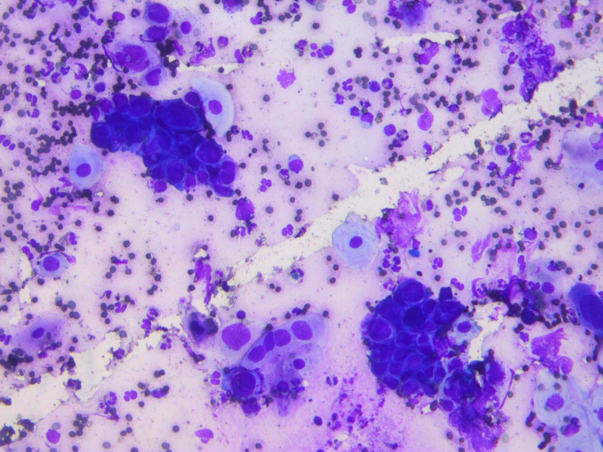 Rosliakova Elena tweet media