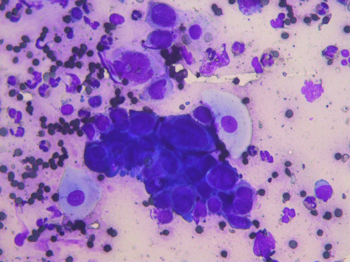 Rosliakova Elena tweet media