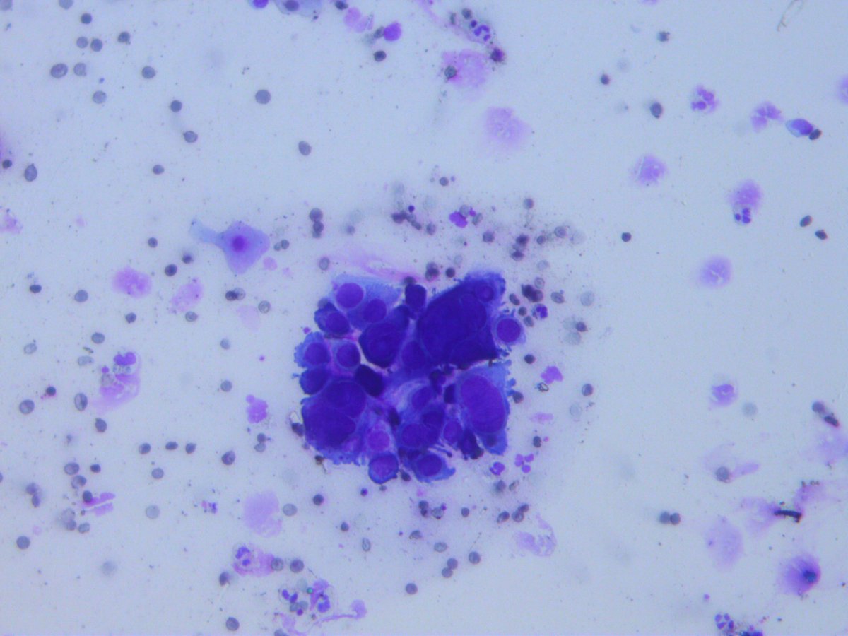 Rosliakova Elena tweet media