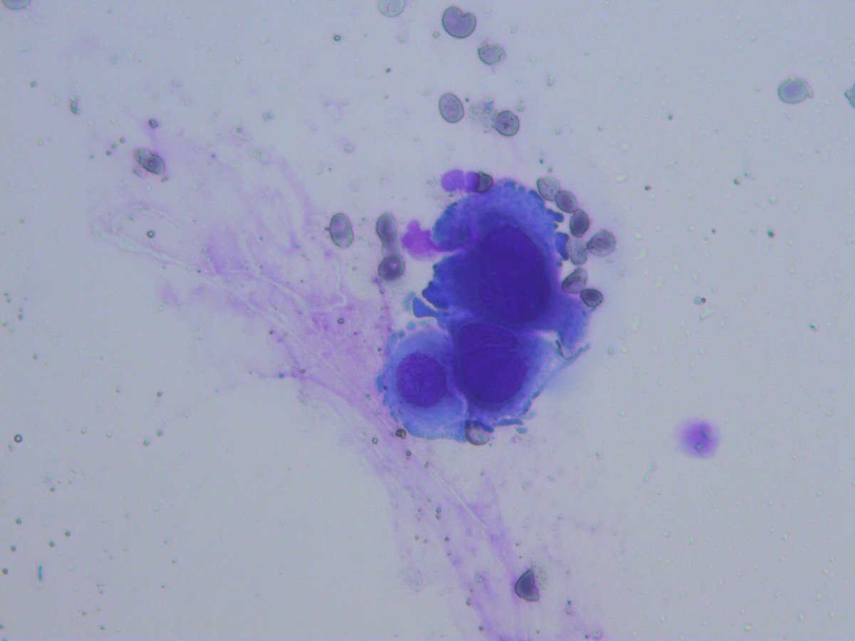 Rosliakova Elena tweet media