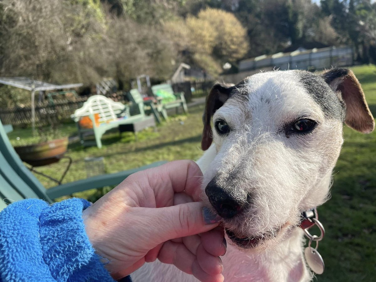 9 yo Jake Parsons terrier seeks rural home within 20 miles radius of J8 M25 Surrey UK. Limit as charity offering lifelong supported if needed. Overstimulated by traffic so needs a quiet space please. You will be rewarded by a smart affectionate friend! epsomcaninerescue.co.uk/index.php/dogs…