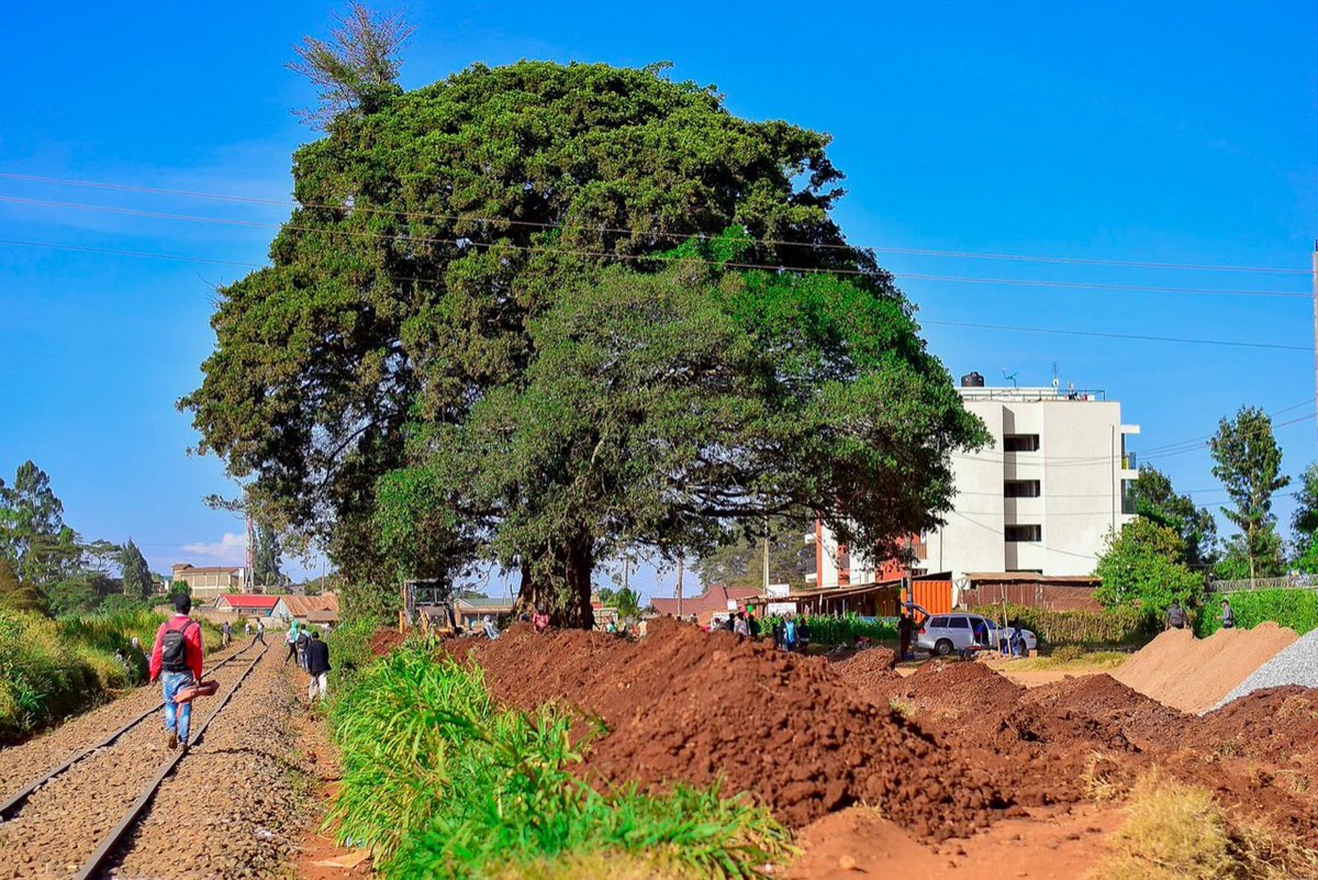 ConstantCap's tweet photo. We live in an interesting country. 
Progressive architects like @GideonNgumbau and urban designers like @kuyokuyo1 are seeing 'nature based solutions' and 'intergrated station design' etc

@KenyaRailways_  guys are seeing Firewood, Timber and an obstruction to concrete. https://t.co/gxhv02AeWI