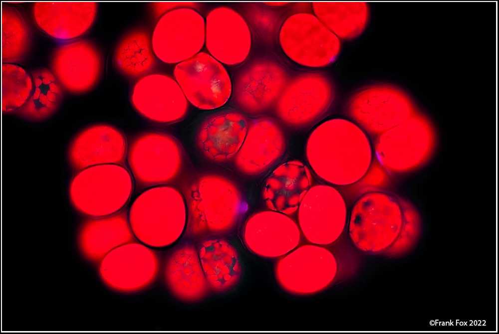 Central Collection of Algal Cultures CCAC tweet media