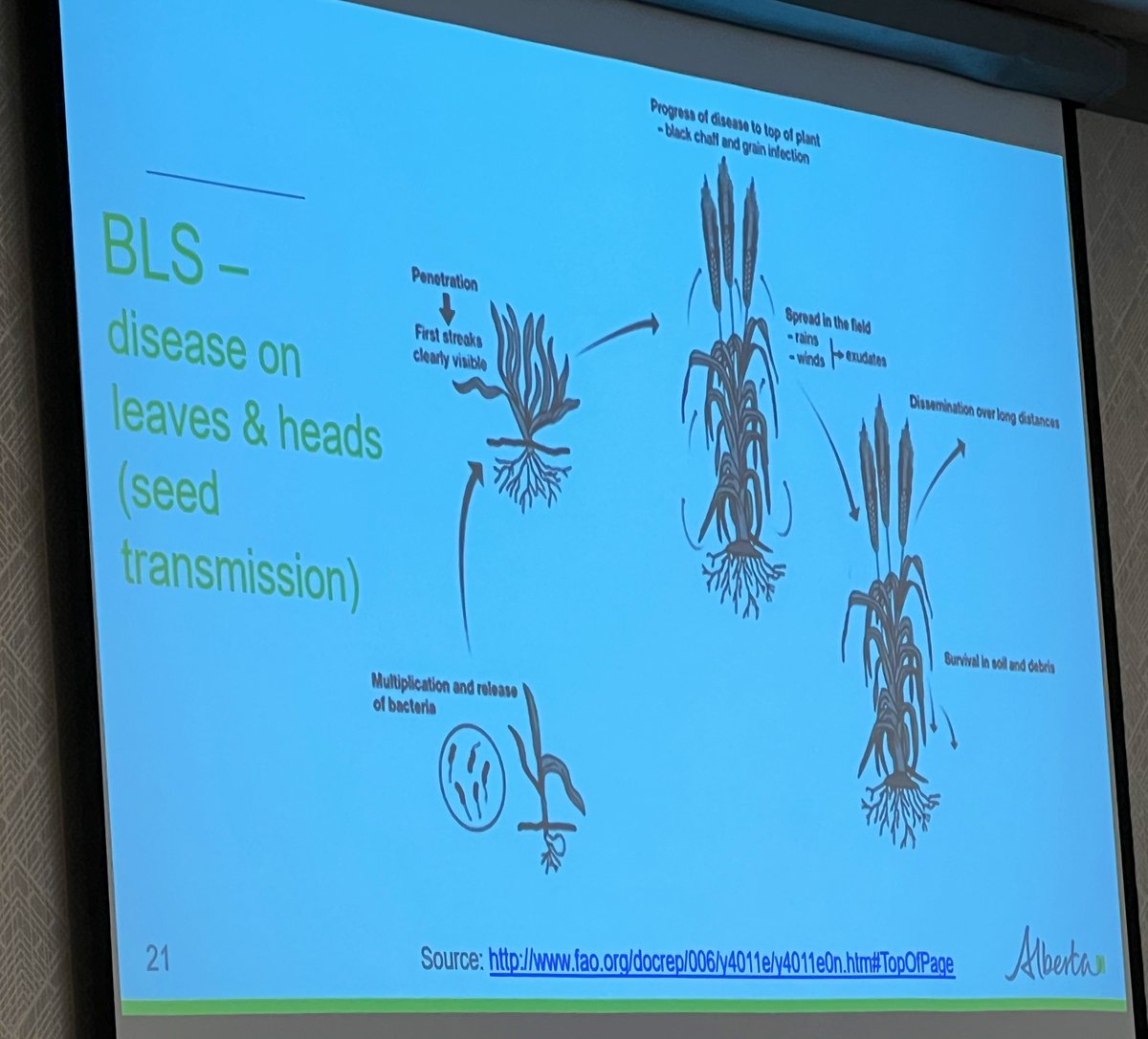 Stampseeds's tweet photo. Bacterial blight symptoms. #IrrigationUpdate https://t.co/q7bH8CyZws