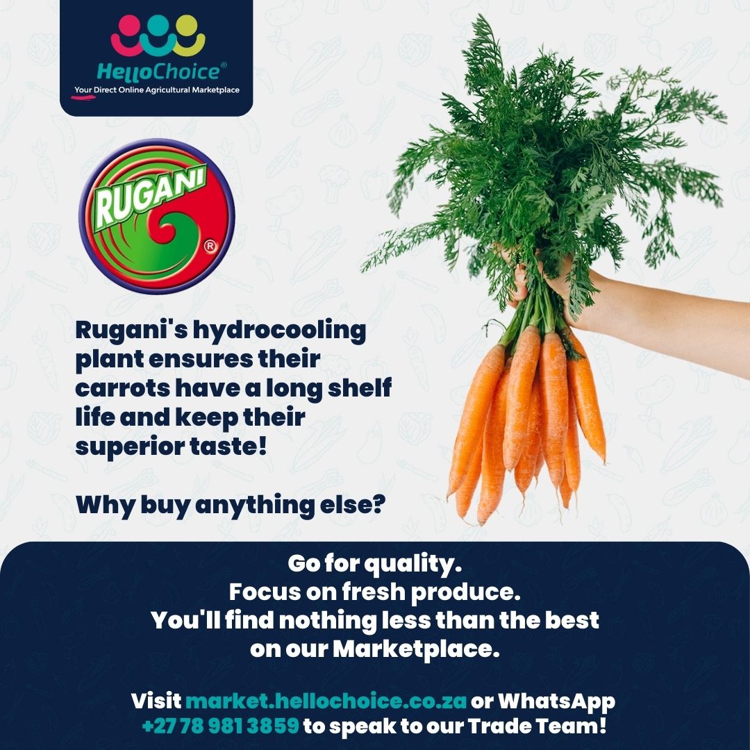 Buy nothing but the best with HelloChoice. We currently have anywhere from 20 to 40 pallets per listing per week of Rugani Carrots on our marketplace!

Visit market.hellochoice.co.za or WhatsApp our Trade Advisors at +27 78 981 3859 

#hellochoice #onlinemarketplace #agriculture