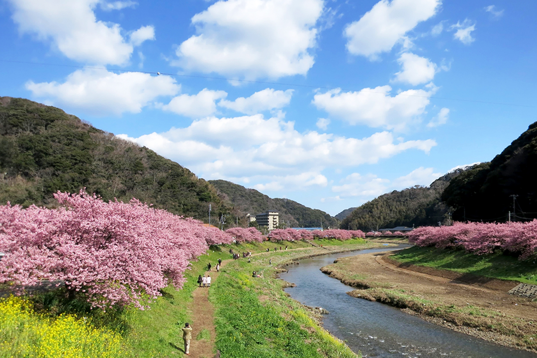 jps_tc's tweet photo. 請點擊觀看視頻。
https://t.co/6BMP9FNWsV
在這個網站有許多日本很受歡迎的觀光景點
https://t.co/imGa7lNSM8
大家好！
這次日本的旅遊勝地是、介紹河津櫻。
請享受！
#日本 #觀光 #人氣觀光地  #河津櫻 #伊豆 #靜岡 https://t.co/7wdZ3nx9I4