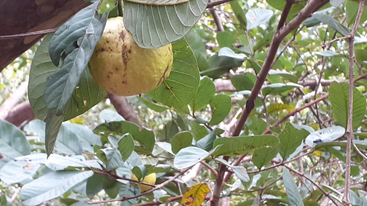 Hadgitourism's tweet photo. #Romant fall is a famous destiation for the young, especially students, in #Mekelle. The main source comes from around #Arato through #FelegDaero. The place is nice for day party, swimming & other activities. #Romanat is also rich in guava and other fruits. https://t.co/dd0wMyjhCL