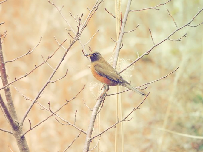寒いなか鳥を探していたら、アカハラが現れてくれた。久々に姿をちゃんと見た気がする。 