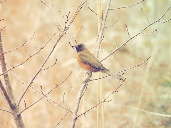 寒いなか鳥を探していたら、アカハラが現れてくれた。久々に姿をちゃんと見た気がする。 