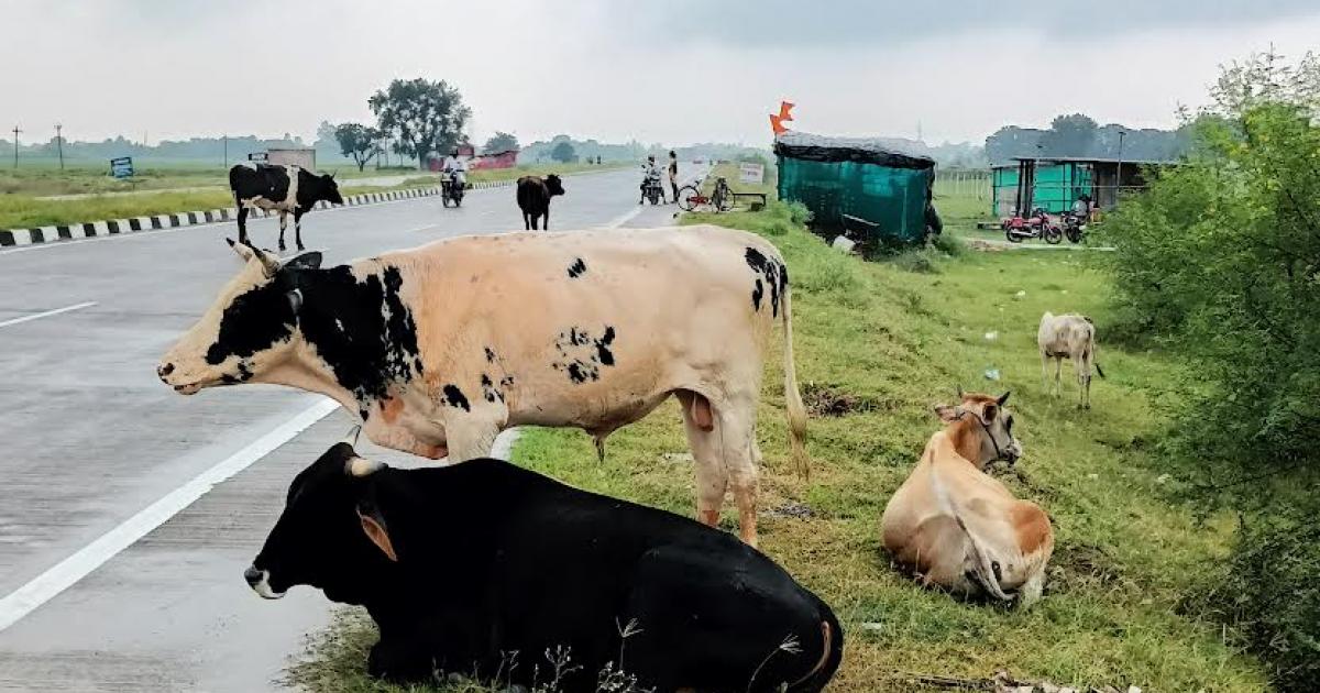 उत्तर प्रदेश में बिजली खाद डीजल आदि के दामों में वृद्धि से फसल लागत बढ़ती जा रही है , फसलों के दाम लागत के लाभकारी नही है ! दूसरी तरफ आवारा पशु आधी फसल बर्बाद कर रहे हैं ,किसान की स्थिति दयनीय है ! 
#लाभकारी_गन्ना_मूल्य_घोषित_करो 
#आवारा_पशुओं_का_करो_समाधान
#किसान_संदेश_अभियान