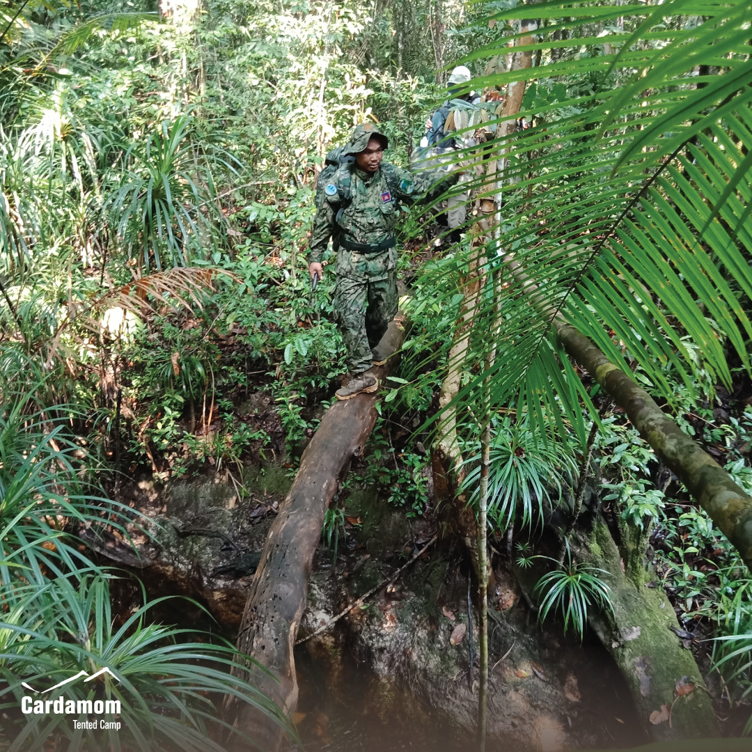 cardamomtent's tweet photo. The Cardamom Mountains Rainforest is the best protected in Southeast Asia, thanks to efforts of @WildlifeRescue rangers and partnership with the Royal Government of Cambodia.

#CardamomTentedCamp #travel #sustainable #ecotourism #RestarTourism #YourStayKeepstheForestStanding https://t.co/yvmBxeRNxi