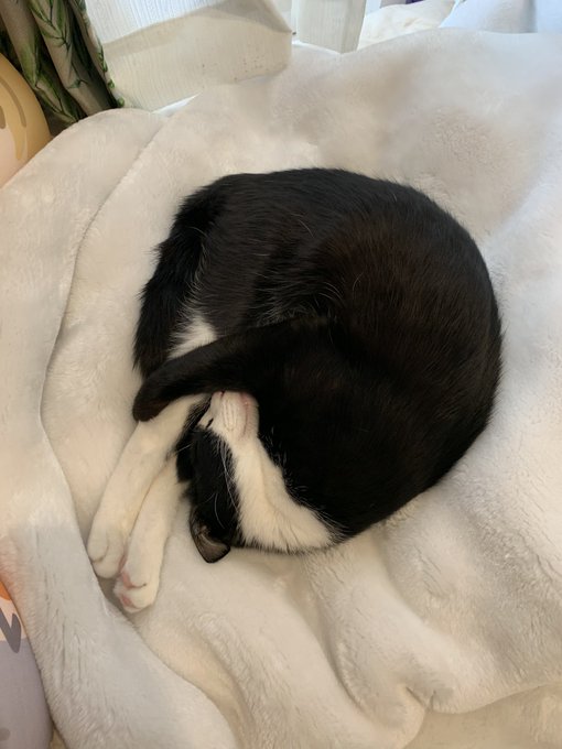 猫のこの寝方すこ♡
体やらけ〜〜 