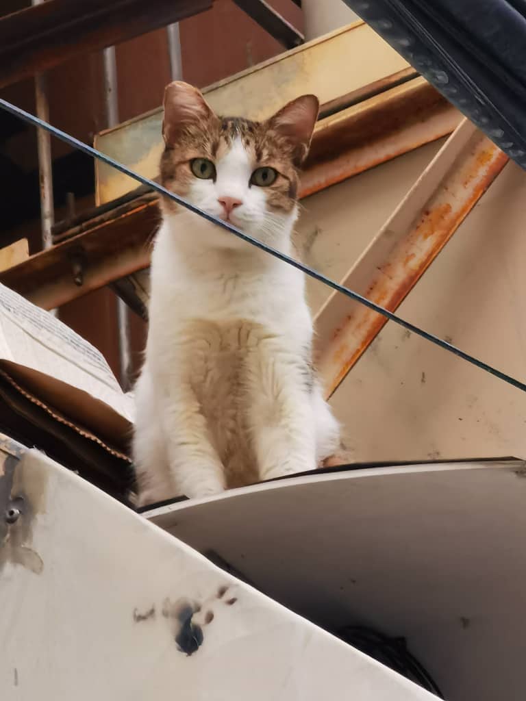 Pop_Muf's tweet photo. "I climb up so I can look down on u" - Tom cat https://t.co/kn6hhpbhPP