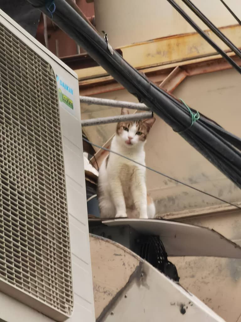 Pop_Muf's tweet photo. "I climb up so I can look down on u" - Tom cat https://t.co/kn6hhpbhPP