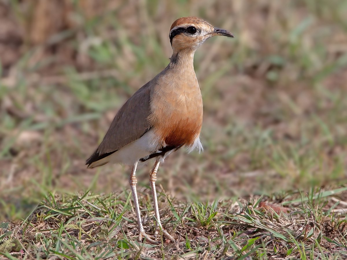 Birds of East Africa!

#Temminck's courser is a wader  noted for laying its eggs in the burnt bushes and grass of the African #savannah. Picks mostly insects from the ground or by digging with the bill.

#Birding
#QueenElizabethNP
#MasaiMaraReserve
#TarangireNP