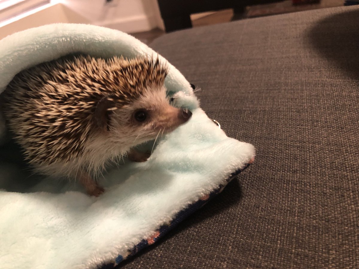 mirandaalouu's tweet photo. RIP baby mommy loves you🥀🦔💔 https://t.co/Q5jl85eHO3