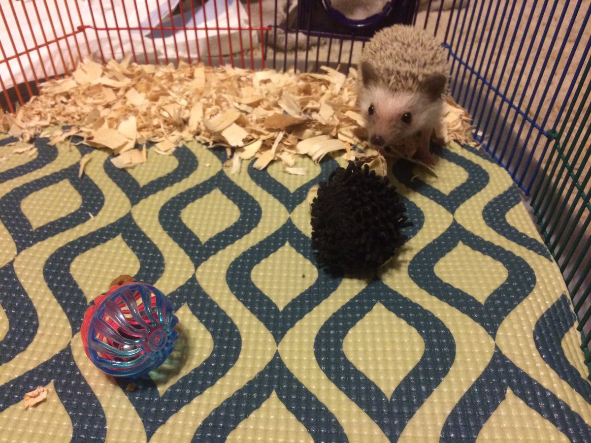 mirandaalouu's tweet photo. RIP baby mommy loves you🥀🦔💔 https://t.co/Q5jl85eHO3