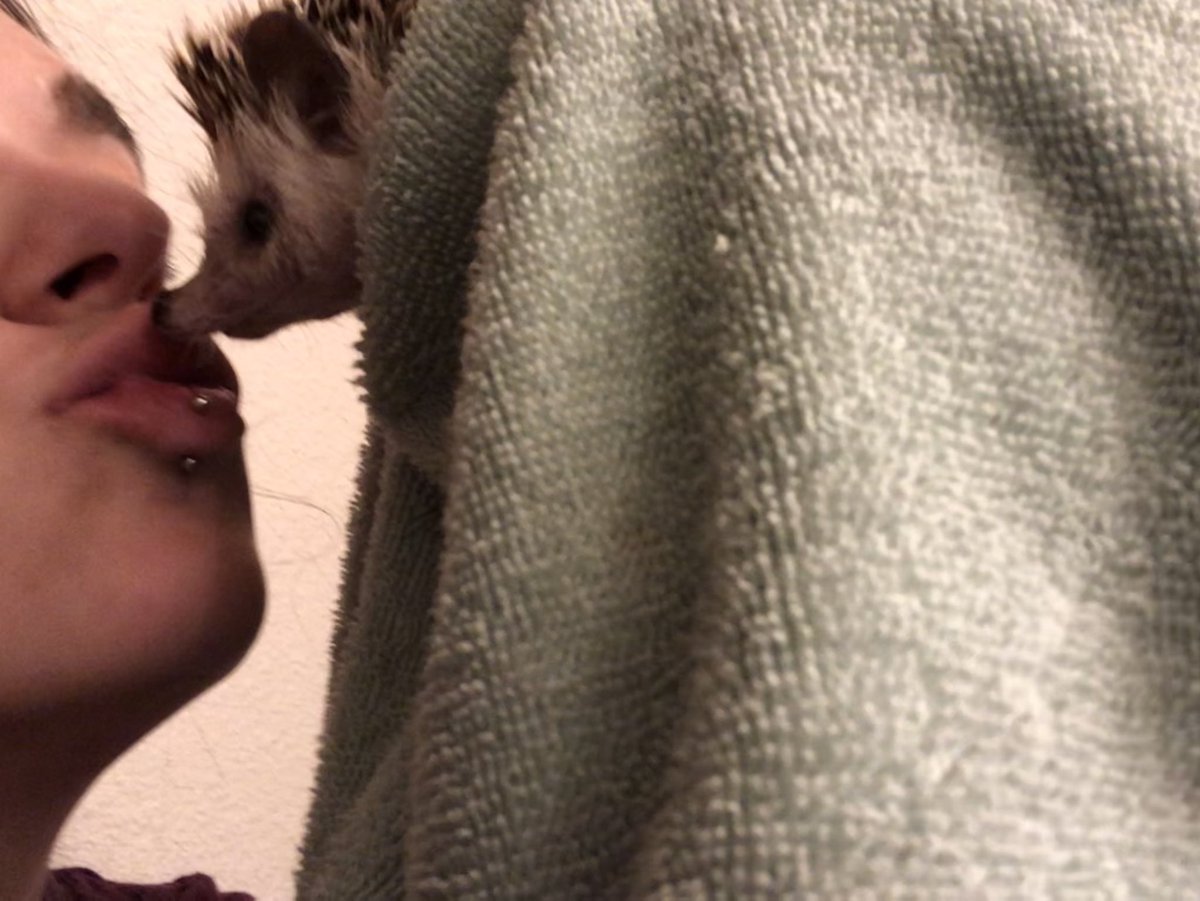 mirandaalouu's tweet photo. RIP baby mommy loves you🥀🦔💔 https://t.co/Q5jl85eHO3