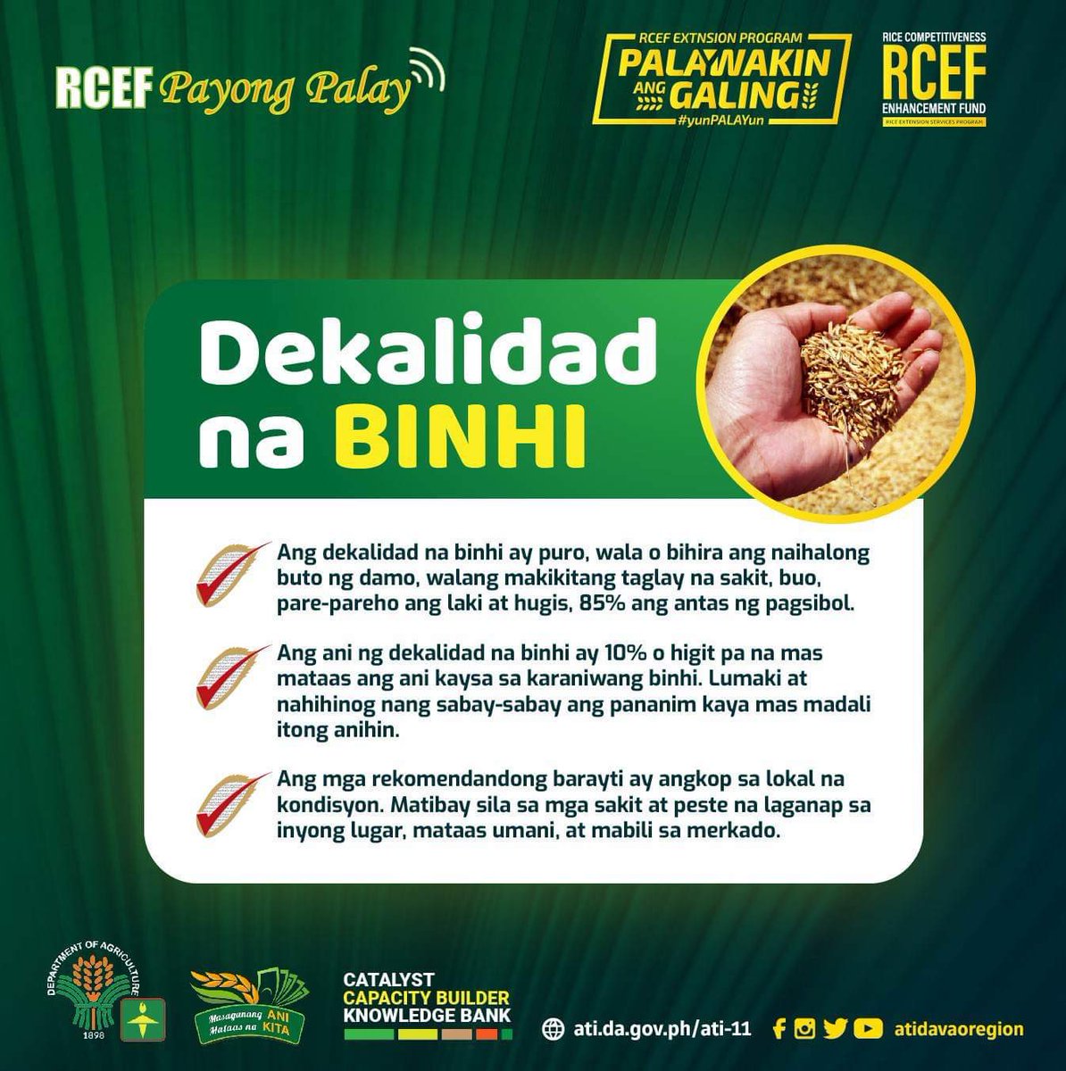 atidavaoregion's tweet image. Payong Palay #1: Sa pagpili ng binhi, mahalagang gumamit ng dekalidad na binhi ng rekomendadong barayti.

#ATIDavaoRegion #ATILEADS #ishareknowledge #RCEF #PayongPalay
