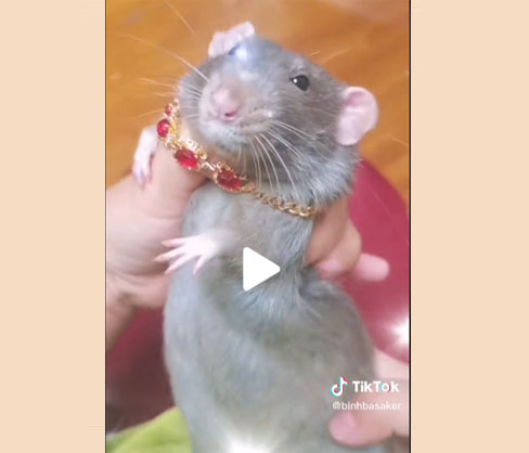 Sukiyama's tweet photo. I've lost count of how many times I receieved this video from my friends and followers from Instagram and i never got tired of it, I really love this ratto ~
(video in the comments)
#dancingrat #ratmemes #cuteart https://t.co/k7LjINvF9t