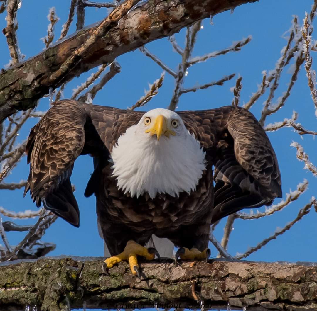 EWillhoyt's tweet image. Bald Eagle watching America &amp;amp; representing with fierce loyalty