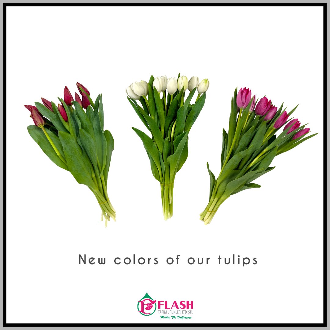 FlashFlower's tweet photo. New colors of our tulips 🌷
Lalelerimizin yeni renkleri geldi 🌷
#FlashTarım #FlashFlowers #Tulip #Lale #MakesTheDifference #FarkYaratır #BiÇiçekYeter #ÇiçeğinEnGüzelHali https://t.co/AjnoEQkn3A