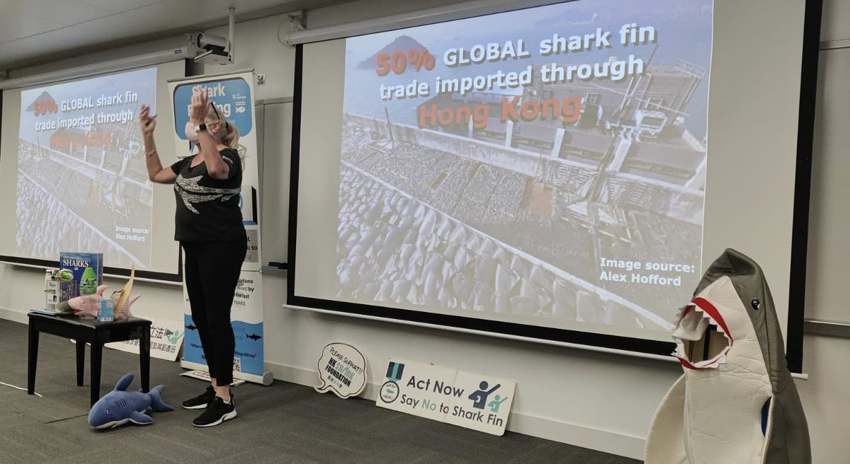 Congrats to @StamfordHK who invited out @HKSharkFdn 香港護鯊會as their first NGO of 2023 to speak to 60 Year 9 students as part of the service and action for AYP. 👏 Is your school interested to have HKSF speak about the shark conservation? DM us! #savesharks #14lifebelowwater