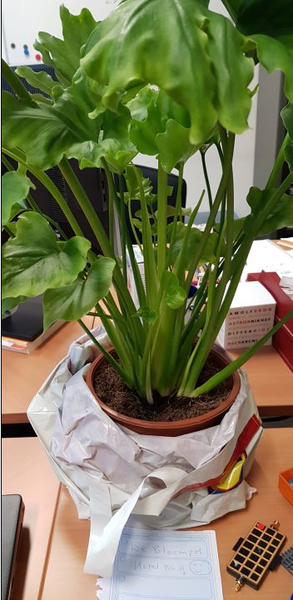 daily_image's tweet photo. Green surprise https://t.co/rcJC0bGBIn https://t.co/rVbnofIrSr