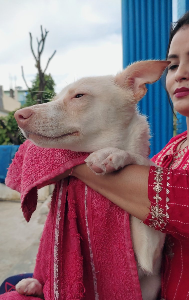 Rijalni_Soni's tweet photo. उहाँलाई ह्याप्पी बर्थ्डे भन्दिनुस् है त,,😊
#2ndbirthday 🐶 #puntu 💙 https://t.co/i2H22dI9Qt