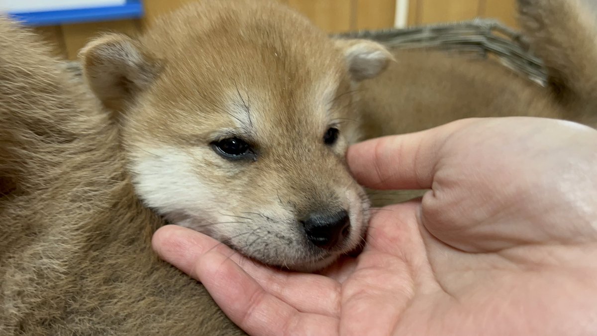 sudadogfarm's tweet photo. He is a red Male born on December 25, 2022.
We are looking for an owner!
If you are interested, please feel free to contact us by DM,
email shibainubreeders.jp@gmail.com
For more information, please visit our website.
https://t.co/oS2tlOFaGs
#sudadogfarm
#shibainu https://t.co/y2GK2pFaHt