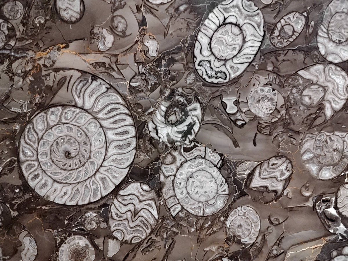 GeologistsCat's tweet photo. Today I have a nice one for #FossilFriday. 2 weeks ago during #hedgewatch the humans visited the #Iberg #DripStone #Cave. There they exhibit this nicely polished piece of #rock that almost entirely consists of #goniatid's #goniatites.
Pawsome #geology
#paleontology #CatsOfTwitter https://t.co/L18dzFbyY6