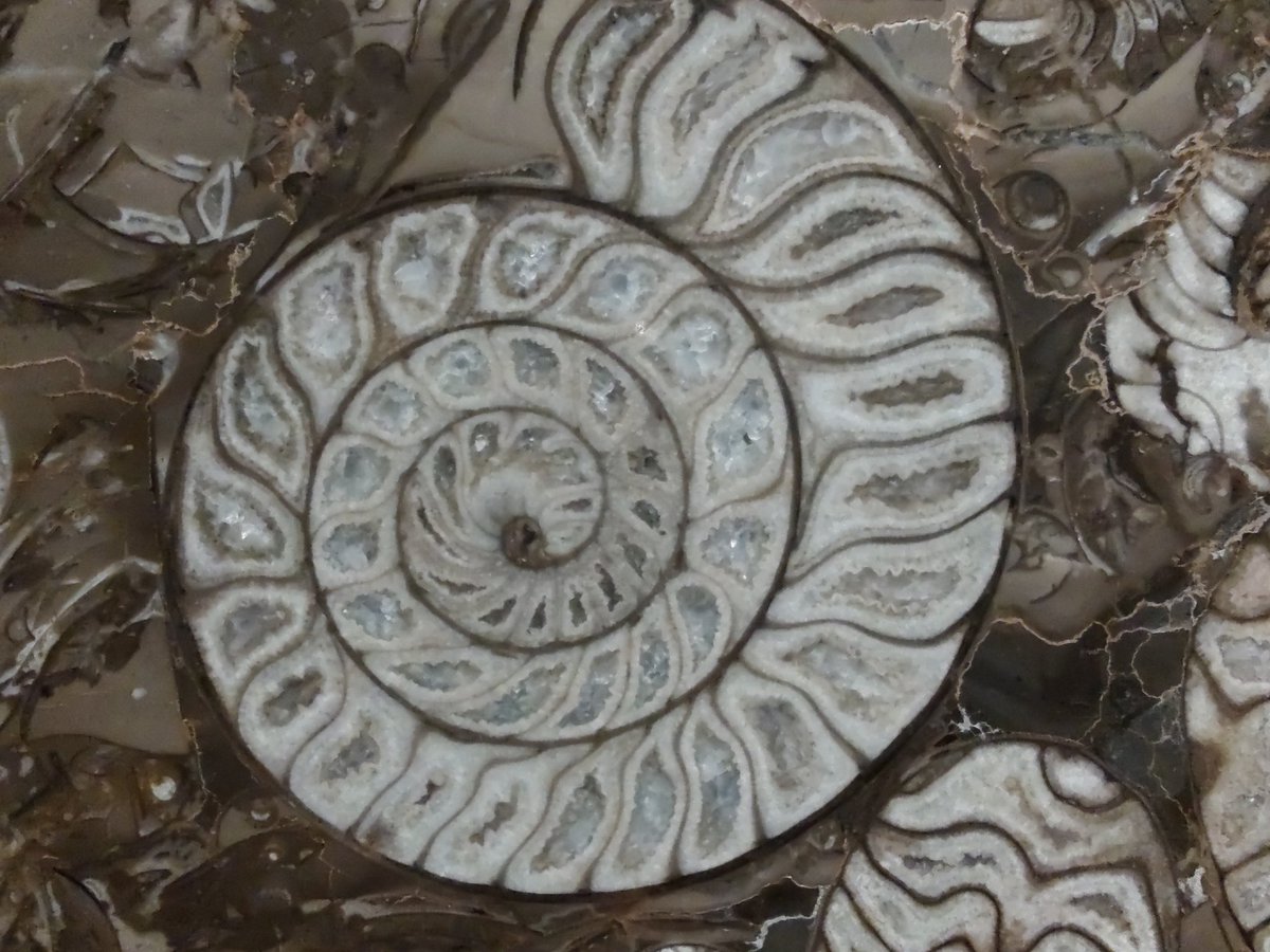 GeologistsCat's tweet photo. Today I have a nice one for #FossilFriday. 2 weeks ago during #hedgewatch the humans visited the #Iberg #DripStone #Cave. There they exhibit this nicely polished piece of #rock that almost entirely consists of #goniatid's #goniatites.
Pawsome #geology
#paleontology #CatsOfTwitter https://t.co/L18dzFbyY6