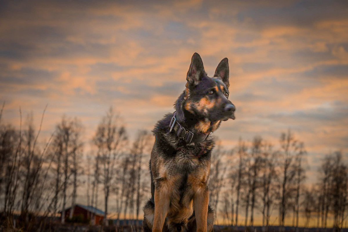 Rikosylikomisario Pälvi Suokas tweet media