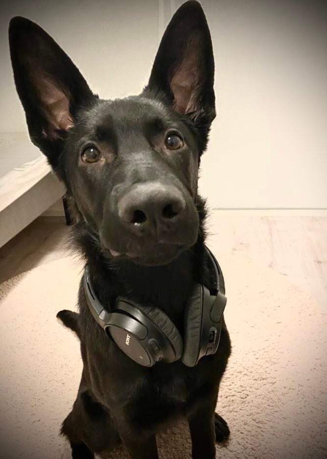 Poliisilla on monia työkaluja. Näistä pitää kouluttaa, jotta niitä huomataan käyttää. Mörön ja Elviksen ohjaajat Tero ja Antti kouluttivat eilen koiran käytöstä tutkinnassa #rikostorjunta. Koirat ovat paljon muutakin kuin voimankäytönvälineita. #lapinpoliisi #yhteistyö