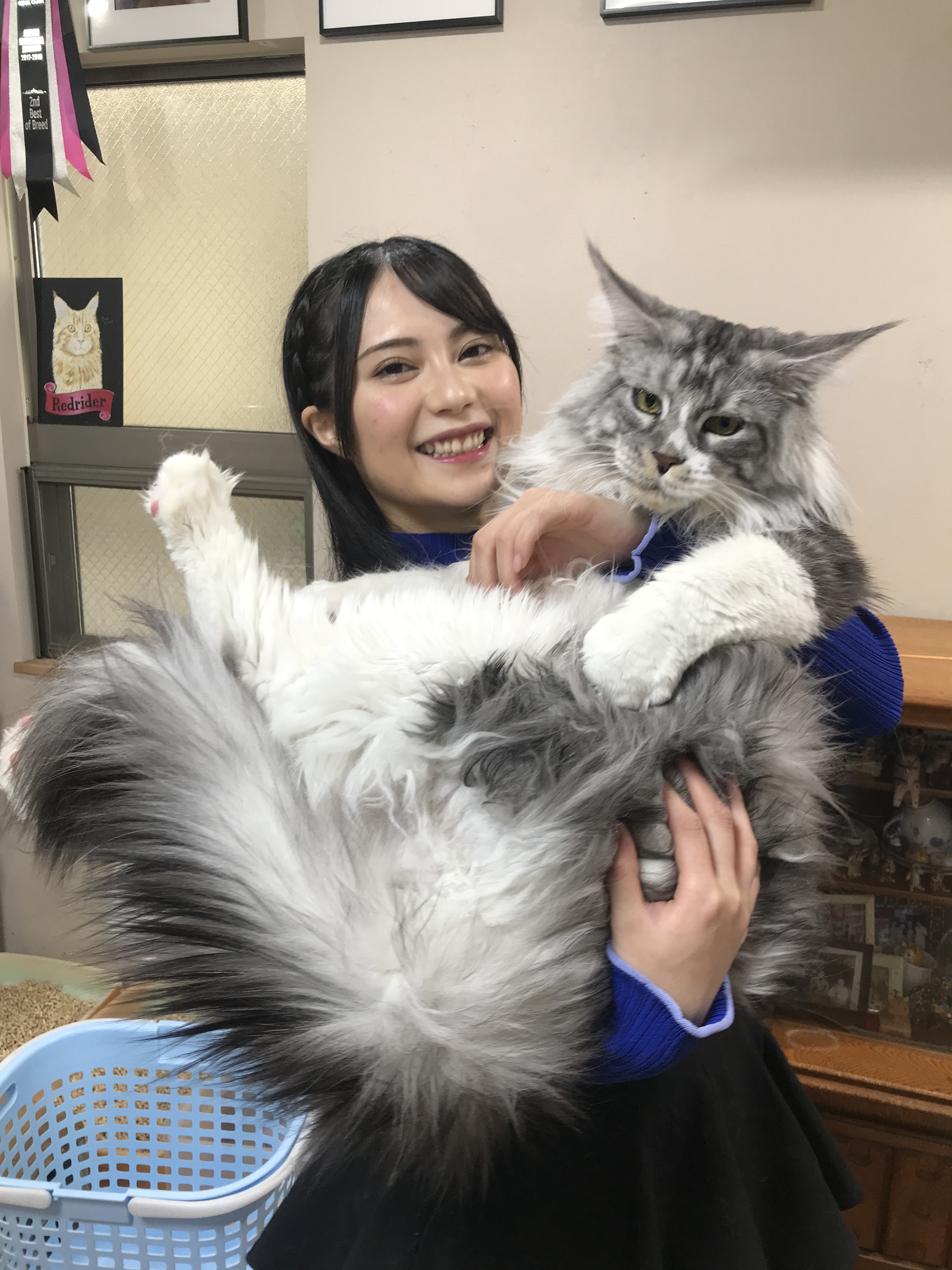 BS-TBS ねこ自慢【公式】 on X: 