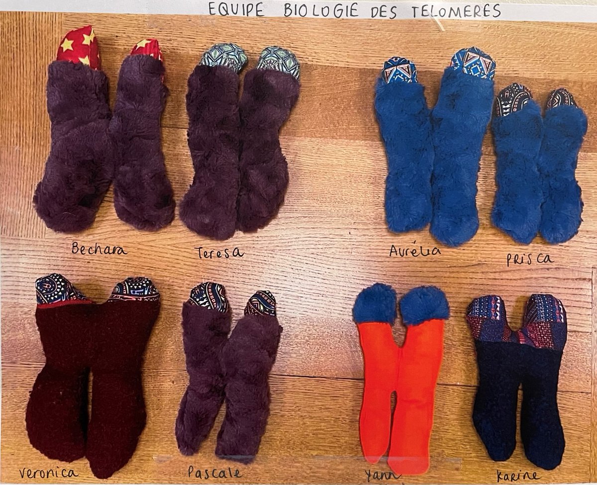 lbmce_umr8226's tweet photo. 🧬🪡 Créativité au sein de @TeixeiraTeloLab #fridaypicture #telomere #chromosome https://t.co/eqafJAgbxL