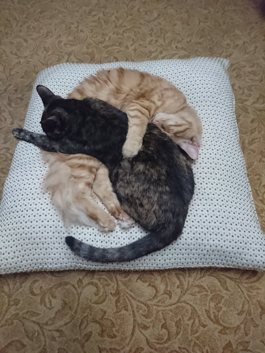 Prometheus Modern tweet media