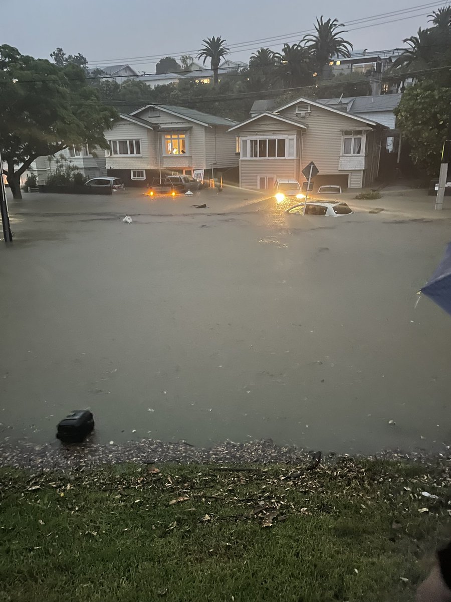 MikeTaylor1980's tweet photo. @publicaddress A lot worse now. By Grey Lynn park looks like this https://t.co/YpOZzrQHcv