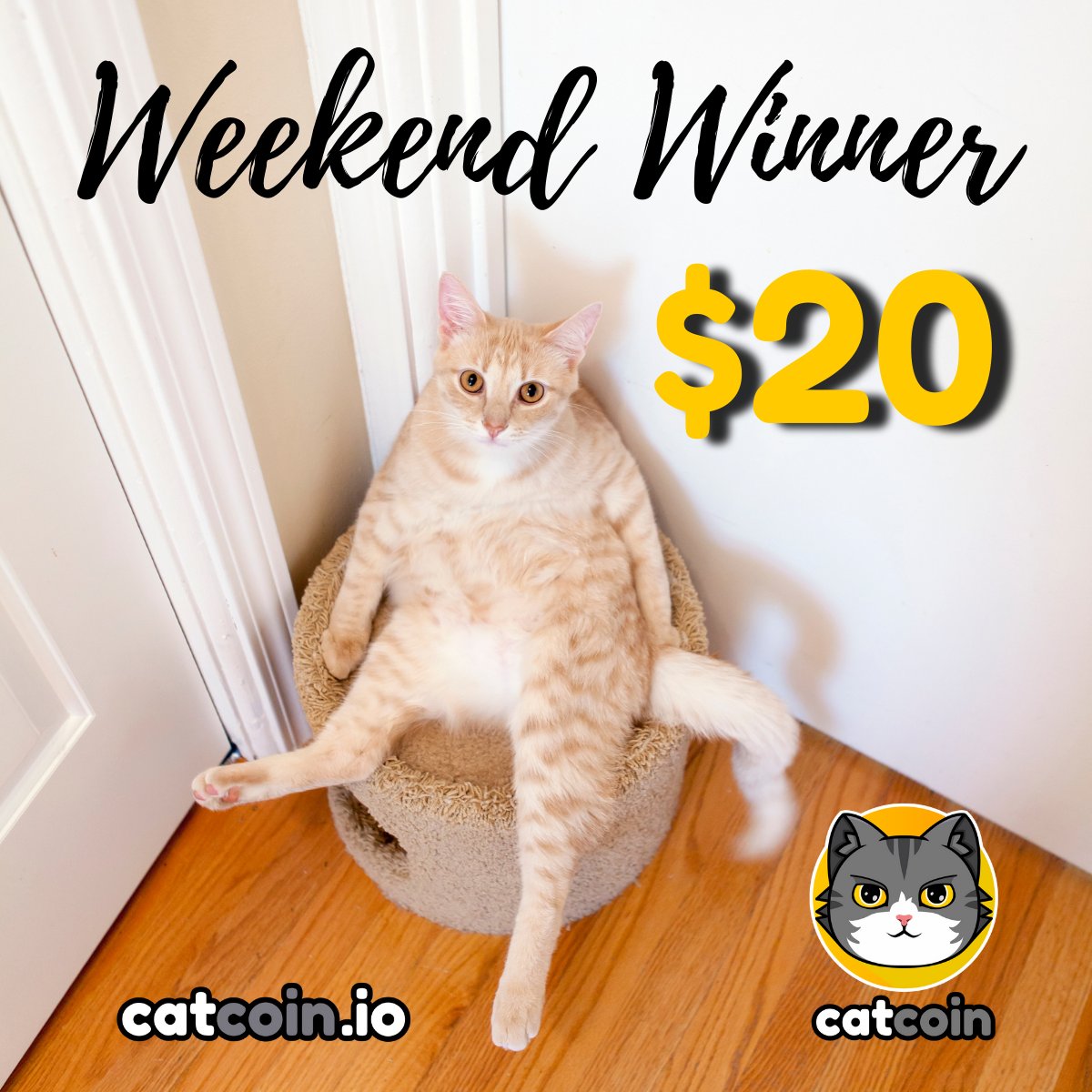 officialcatcoin's tweet photo. WEEKEND WINNER - Prize $20!

• Follow @officialcatcoin
• Retweet
• And comment #Catcoin #BUSD #giveaway

Ends January 28 at 8 AM UTC https://t.co/odERxypbyV