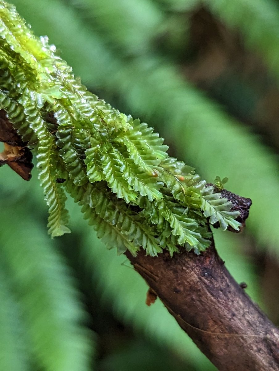 BotanyByYen's tweet photo. Today was the last day of my studentship at the National Herbarium of Victoria. The past 8 weeks have been absolutely brilliant, working with leafy liverworts and awesome people. Sad to go, excited for the next adventure! https://t.co/AQs0tCojLW
